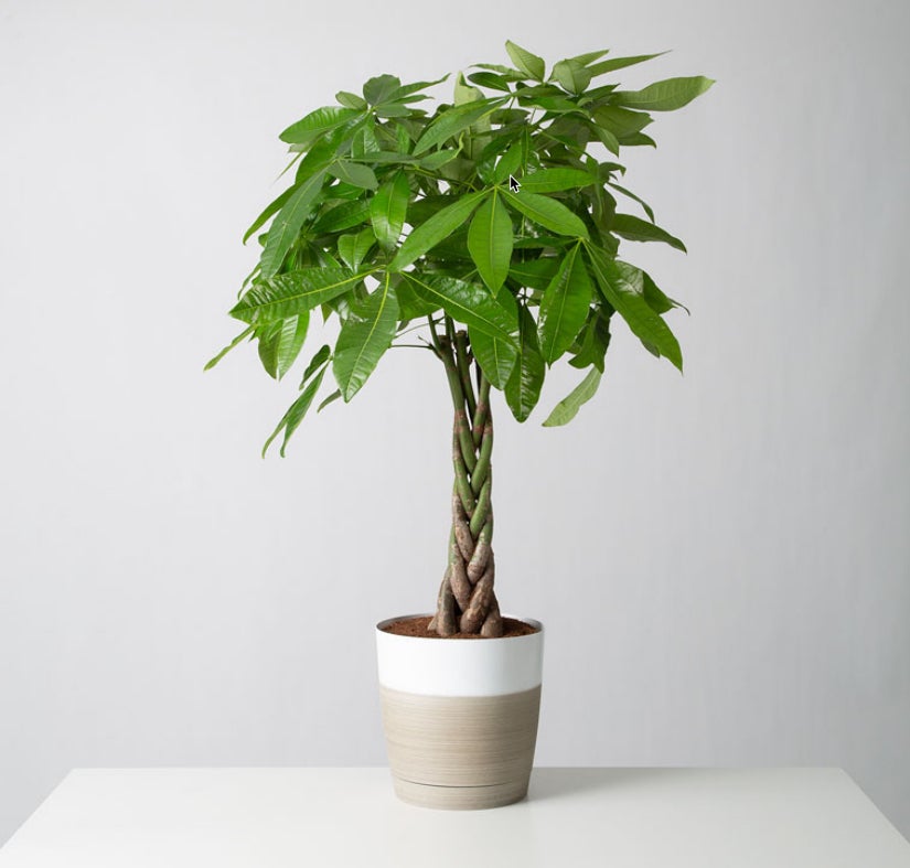 Good luck and pet friendly! The braided trunk of the Money Tree plants adds a great texture to your plant family.