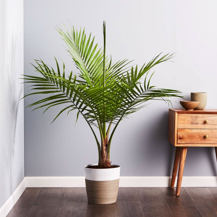 Add a tropical touch with the air purifying Majesty Palm Floor Plant. Bonus; it's pet friendly!