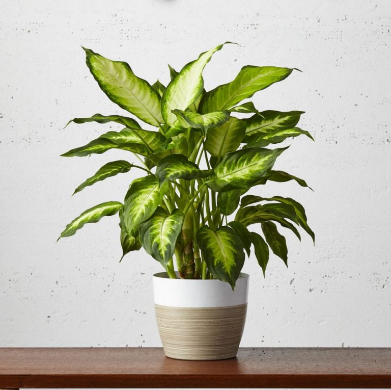 easy plants for beginners