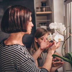 Phalaenopsis Orchid Care: How to…