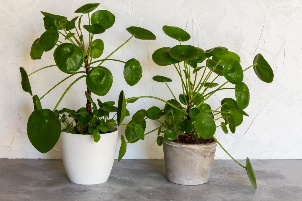 Pilea Peperomioides Plant is another easy care, pet friendly plant. Check it out on plants.com