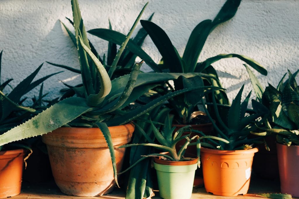 The healing Aloe Vera plant is air purifying and looks great. The healing Aloe Vera plant is air purifying and looks great.