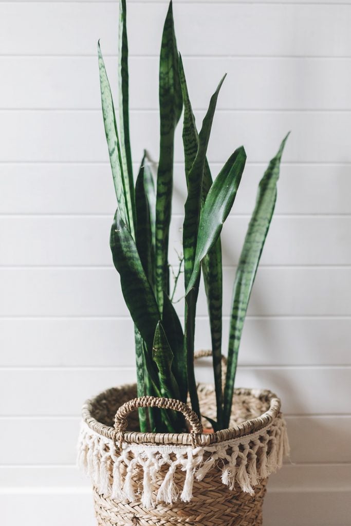 One of our teams favorites in the office and at home! The Snake Plant (Sansevieria) is really SO easy to care for. Find it at plants.com