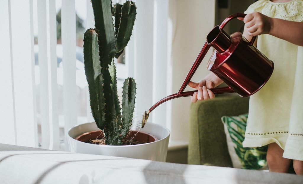 Make sure to water plants before vacation to keep them alive and happy :)
