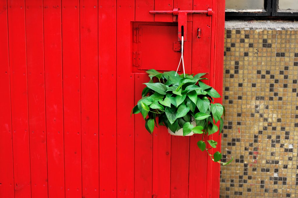 We love Pothos! Easy care, air purifying, and can grow to add a lot of character especially as a hanging plant.