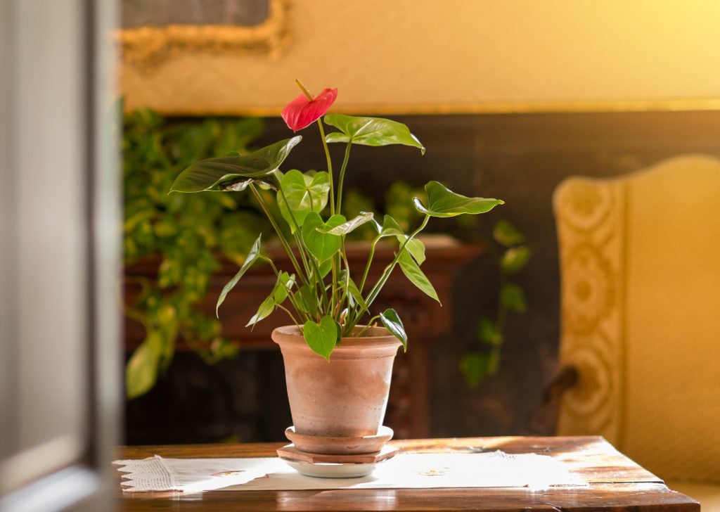 Red Anthurium Red Anthurium