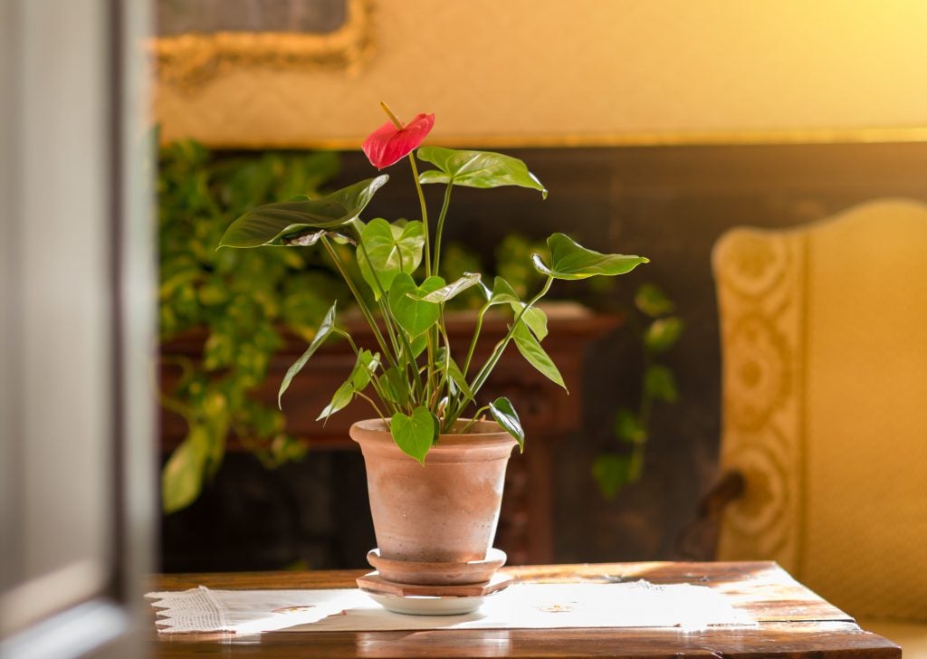 The Red Anthurium Plant blooms all year round and gives a subtle pop of color among the lush green. 