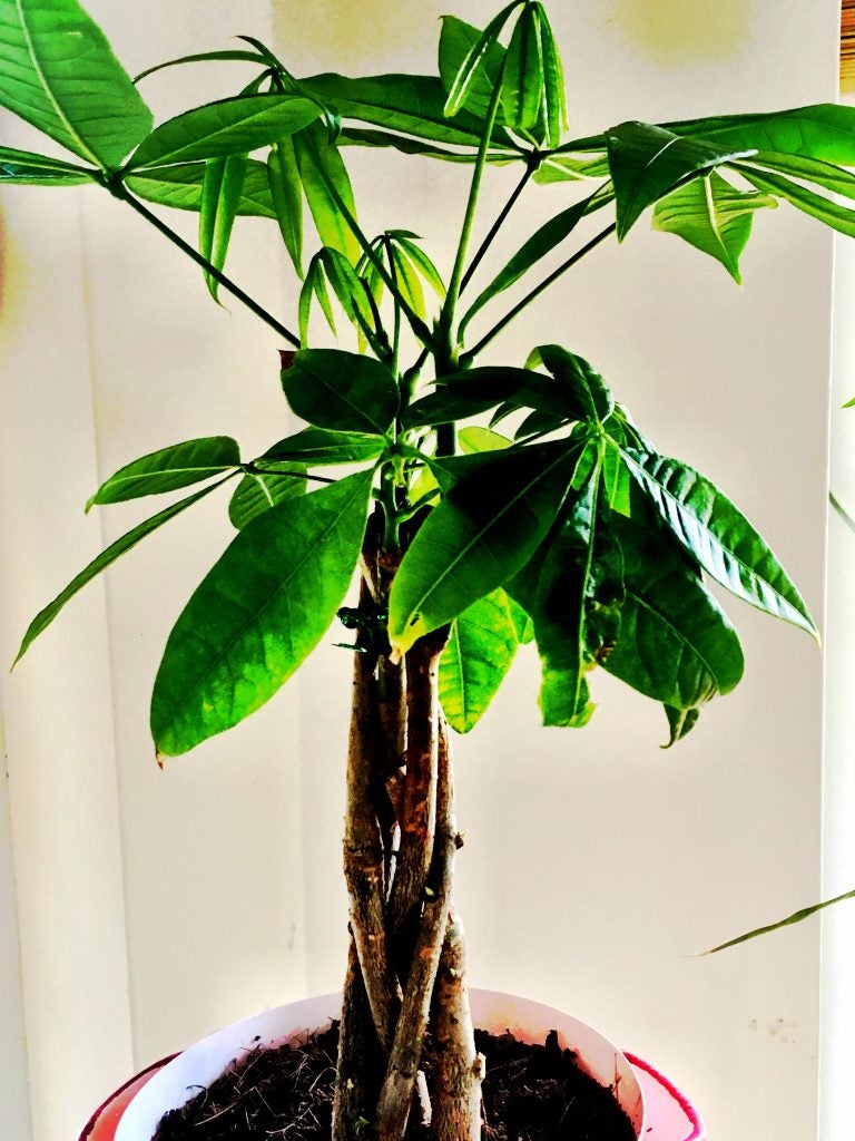 The Money Tree (Pachira aquatica) is easy to care for and super pet friendly.  See it on plants.com 