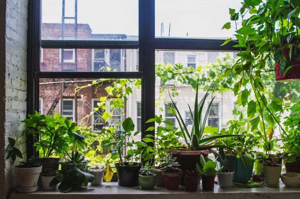 Window sill offering great winter sunlight when its time to bring those outside plants indoors!