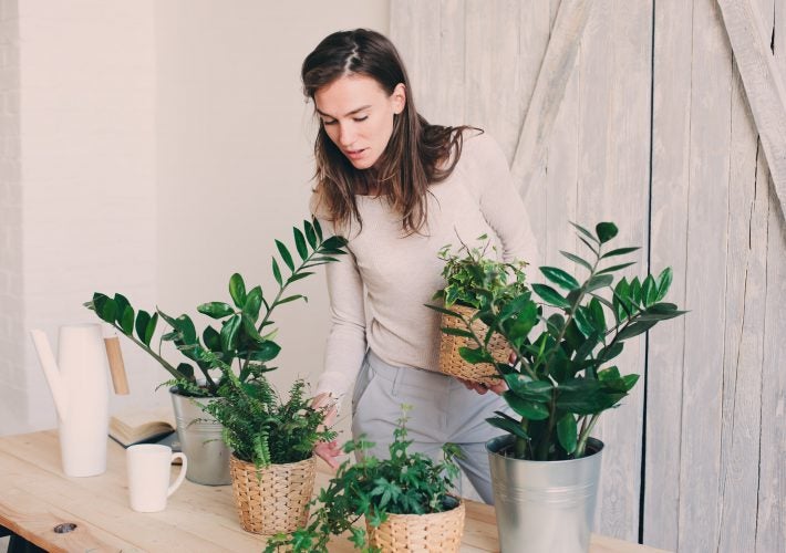 Two nice ZZ plants and boston fern. ZZ plants are great air purifiers, while Boston Ferns are a favorite pet friendly houseplant