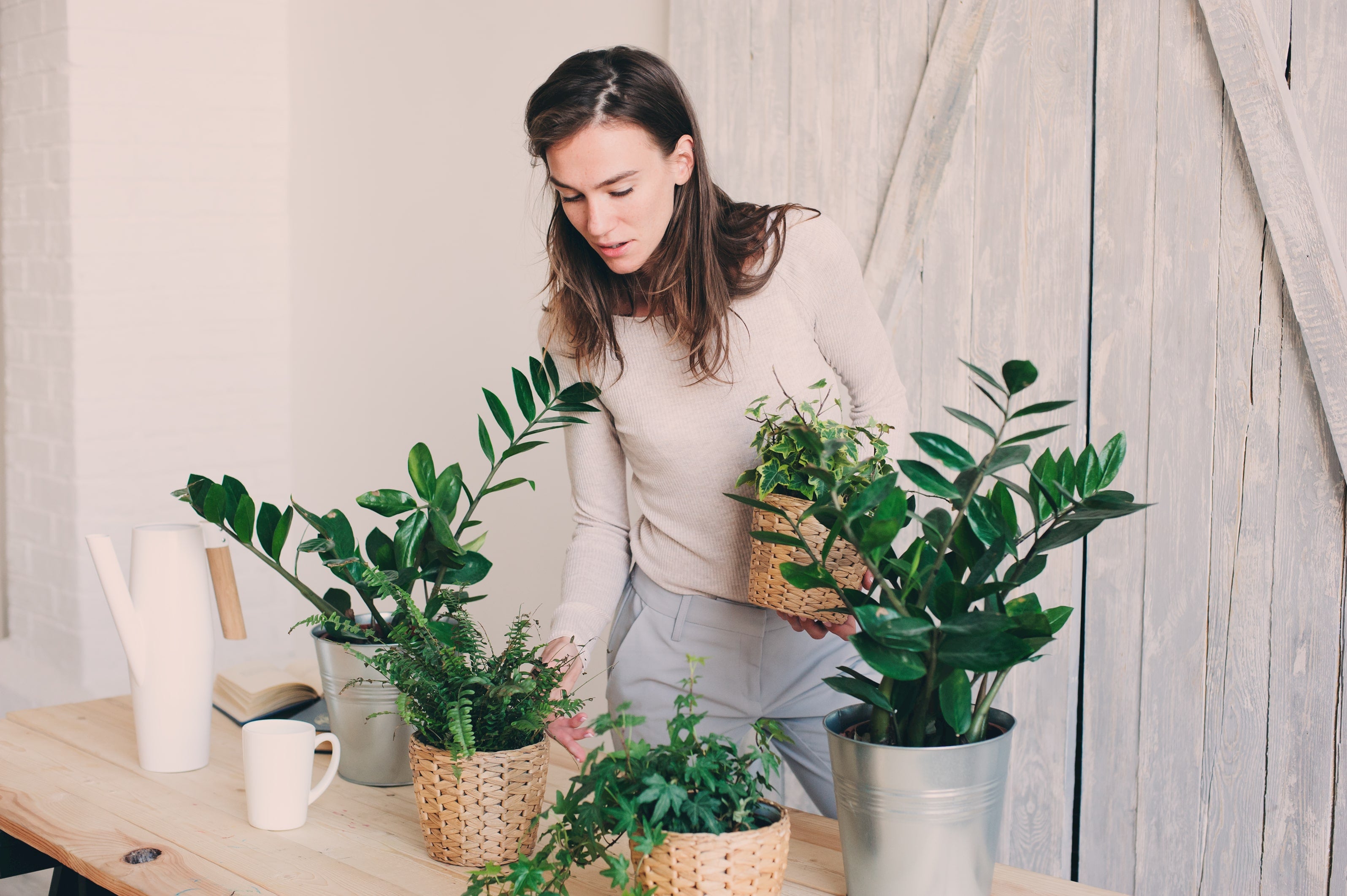 Two nice ZZ plants and boston fern. ZZ plants are great air purifiers, while Boston Ferns are a favorite pet friendly houseplant