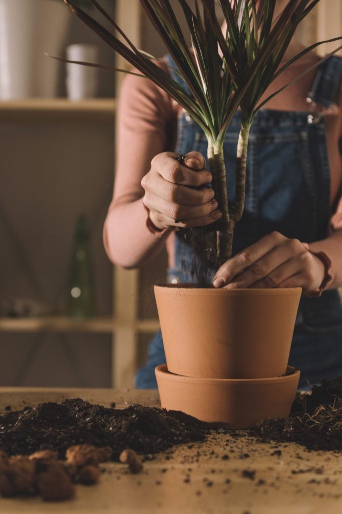 Make sure your plant has room to grow. If the pot it's sold in is too small, re-potting is key to good indoor plant care and can even help save a dying plant.