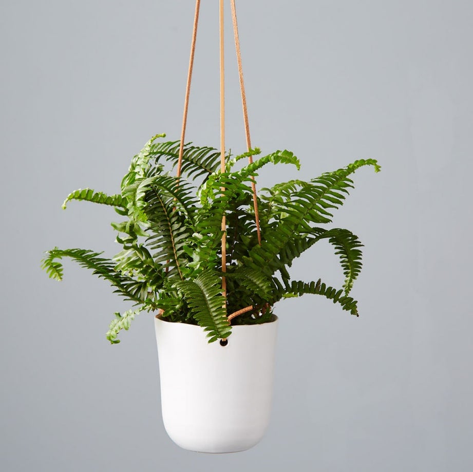 Air purifying and pet friendly, the Boston Fern makes a great hanging plant.