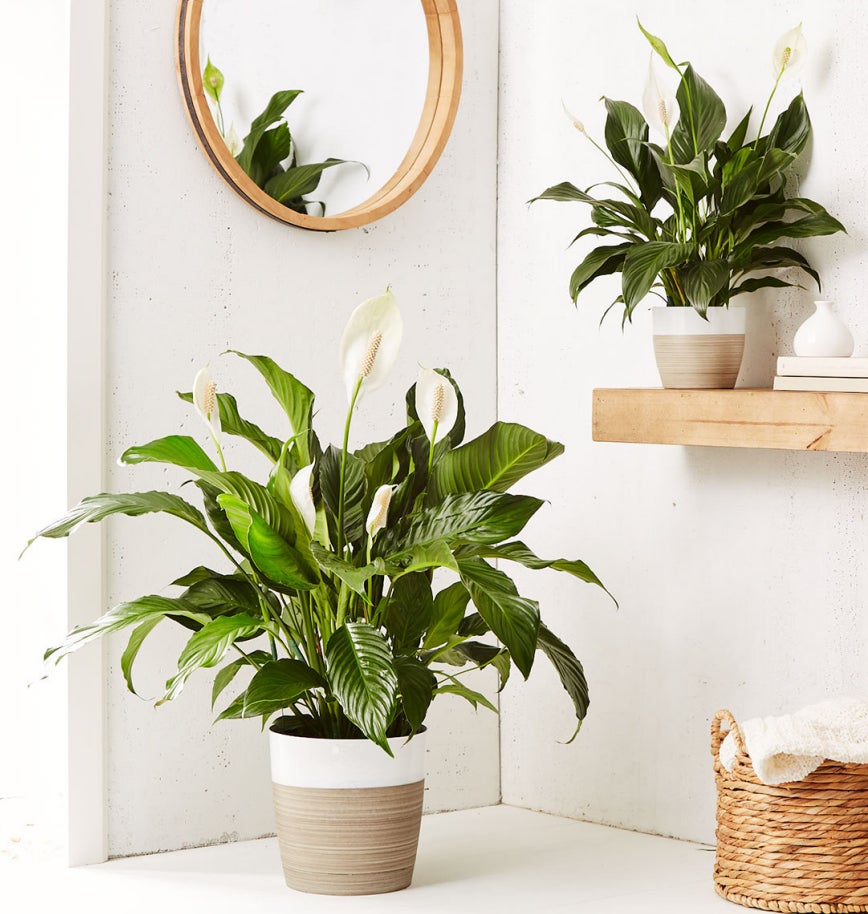 Beautiful and low maintenance, the Peace Lily Plant (Spathiphyllum) is an air purifyer and also classic sympathy gift