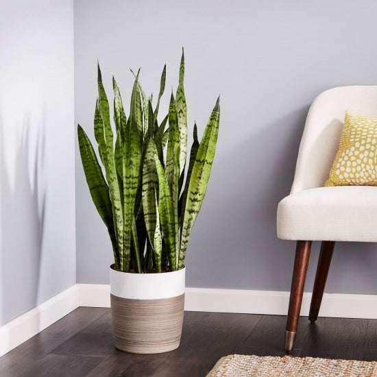 The snake plant is one of our faves. It's so easy to care for, striking in appearance, and a great air purifying plant.