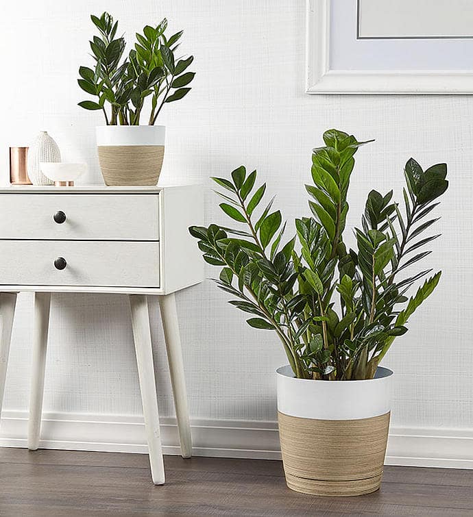 ZZ Plants (ZAMIOCULCAS ZAMIIFOLIA)