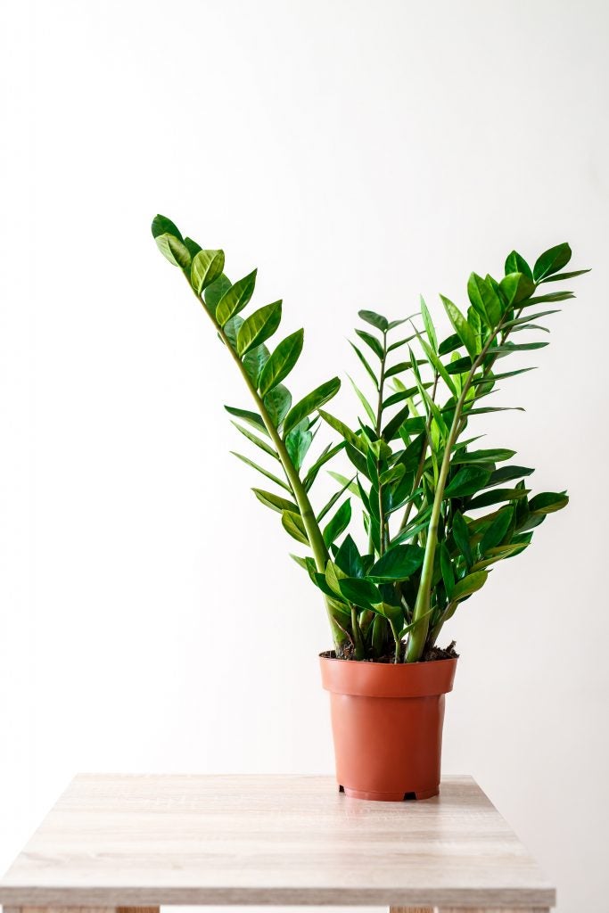 ZZ Plant (Zamioculcas Zamiifolia) can grow and grow, even if you're a beginner plant parent. Get it at plants.com