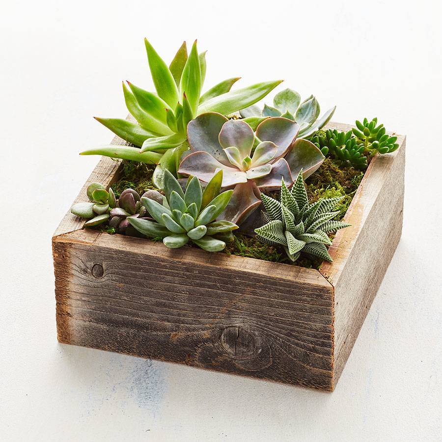 Reclaimed Wood Succulent Garden, great for a christmas plant table topper. 