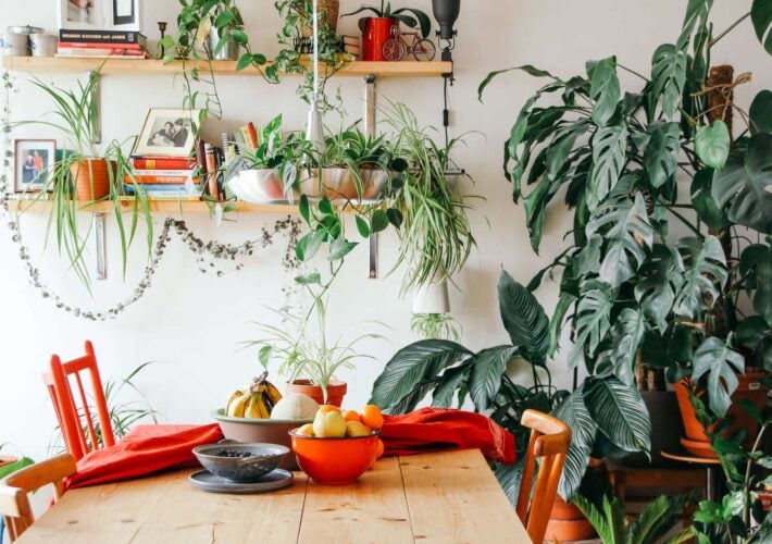 Table in room covered in plants