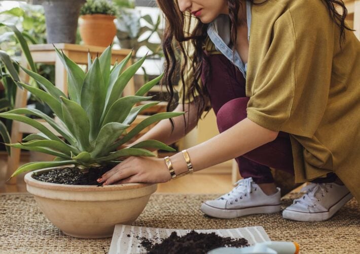 woman potting aloe plant in pot