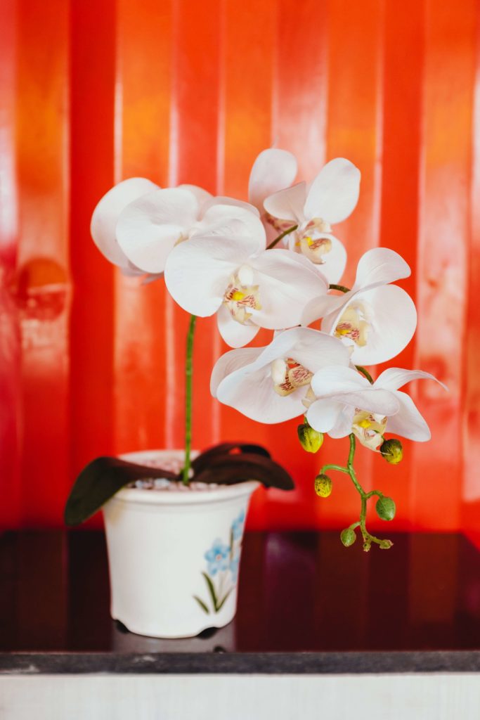 White orchids always bring a classy touch to any space