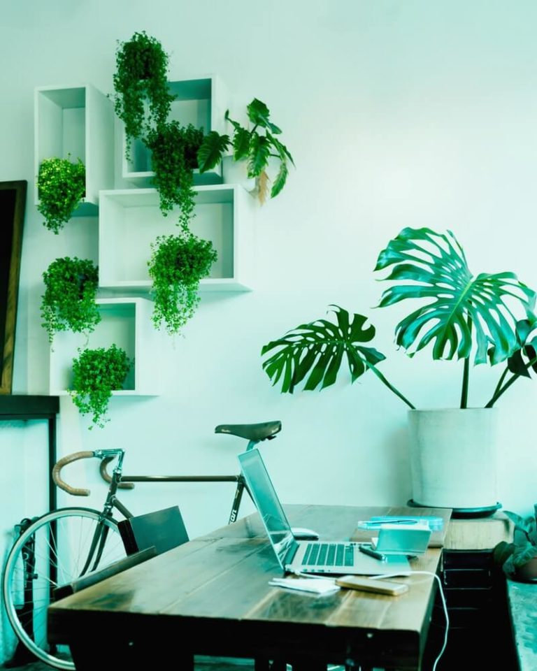 Office Desk Plants Easy Office Plants