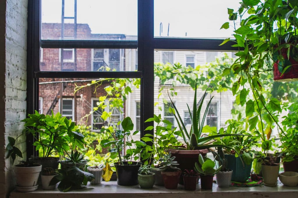 plants on window sill