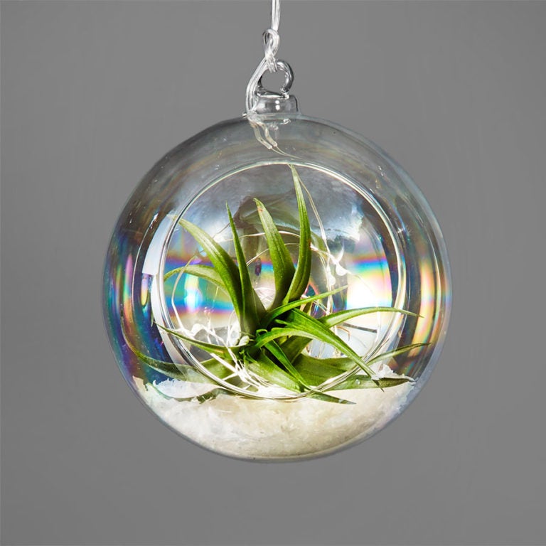 Holiday Air Plant Air Plant Ornament