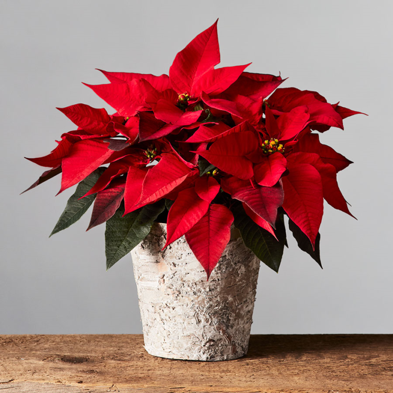 Poinsettia Tree Poinsettia Decorations