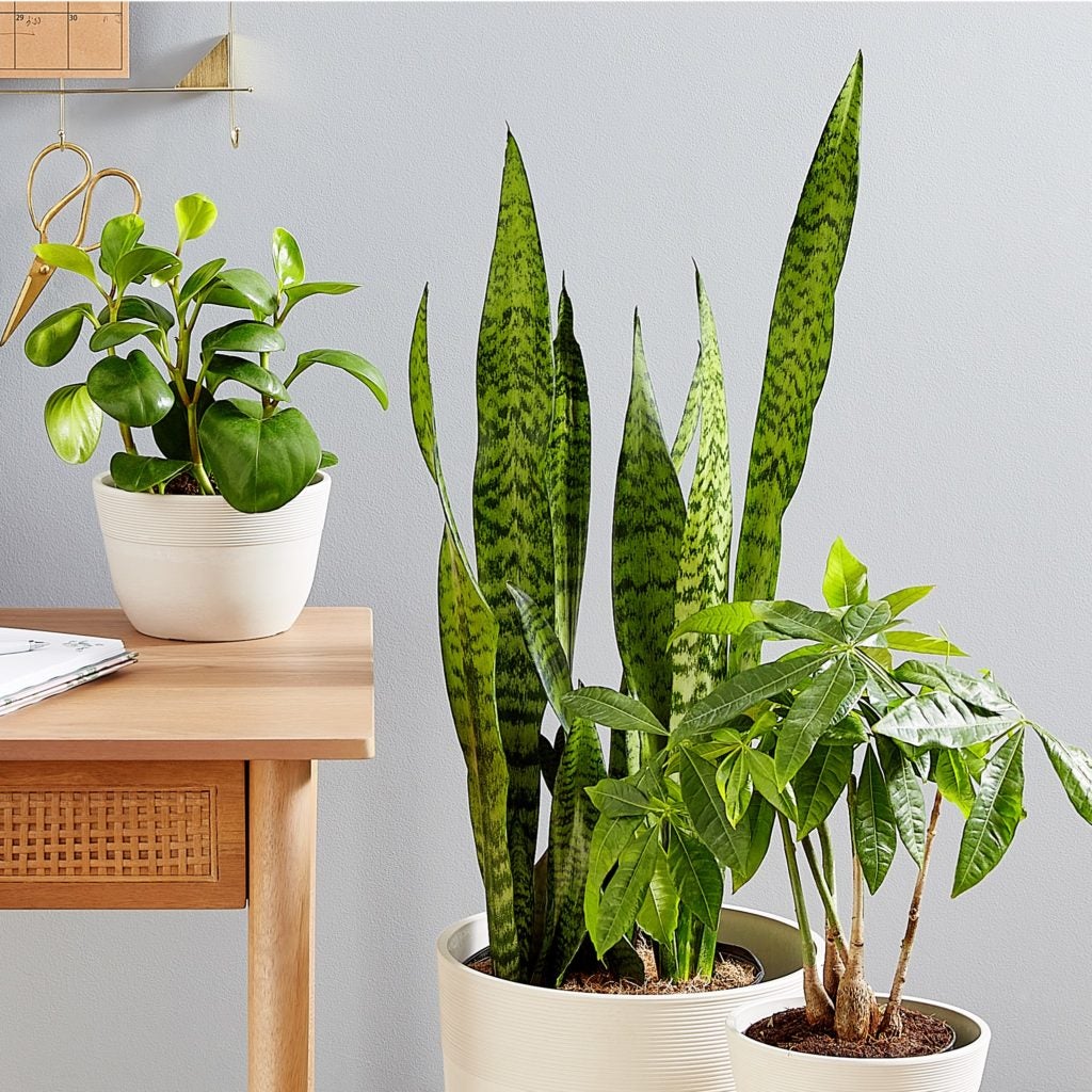 The Baby Rubber Plant (Raindrop Peperomia), Snake Floor Plant (Sansevieria), and Money Tree Plant.