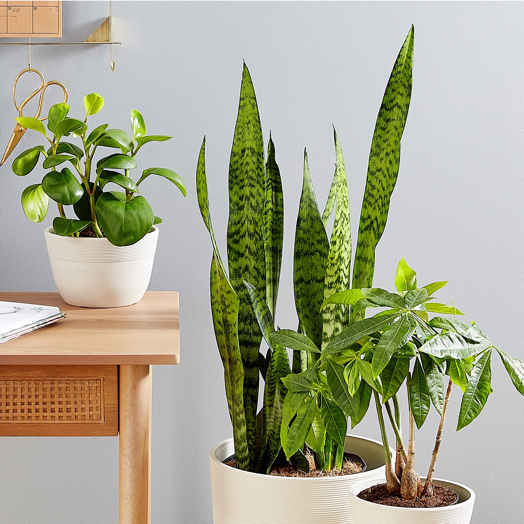 How Do Plants Purify the Air? Plant Facts