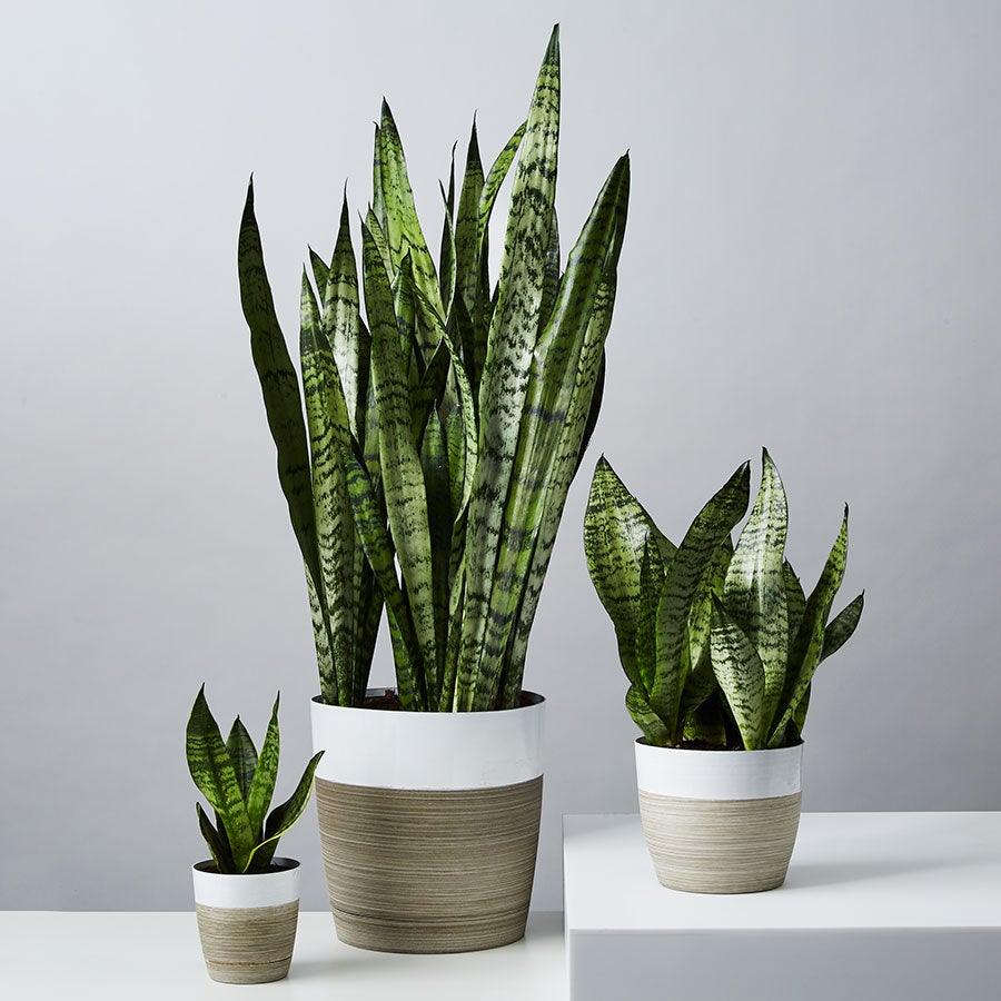 Snake Plant (SANSEVIERIA)