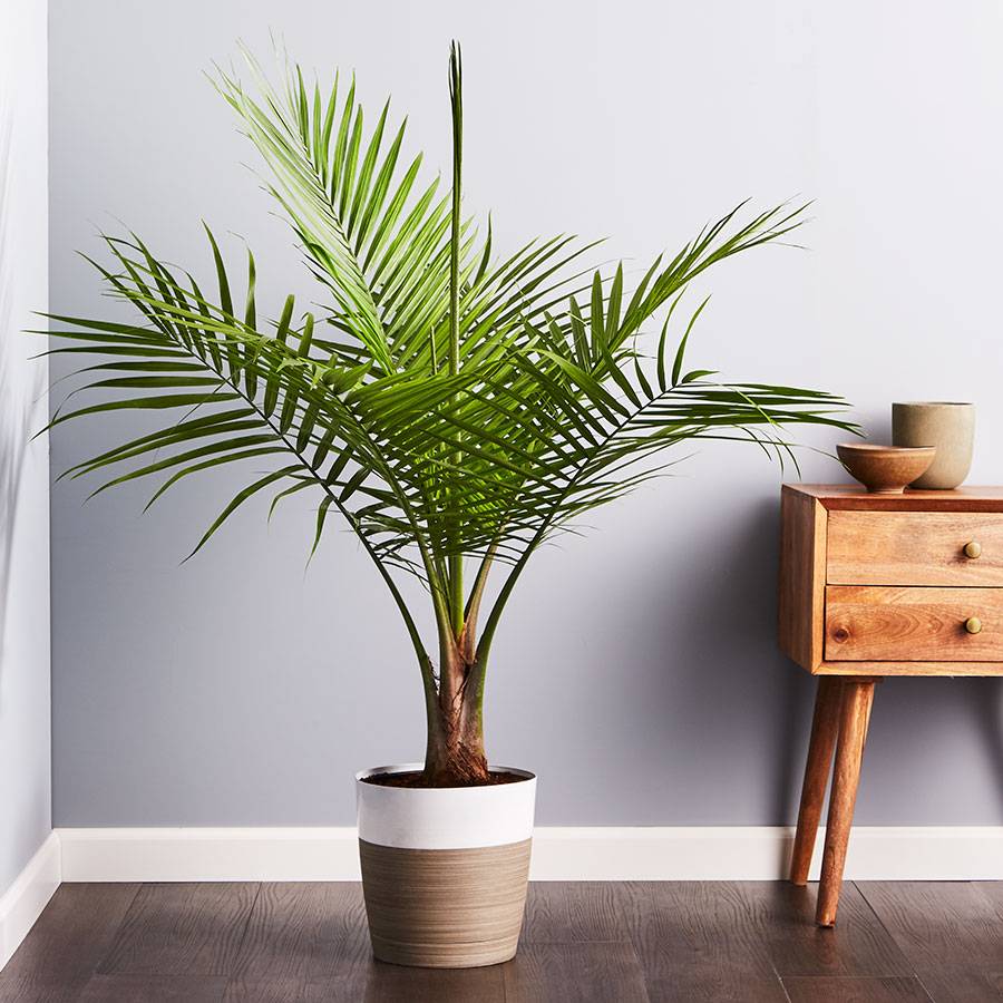 Majesty Palm Floor Plant Majesty Palm Floor Plant
