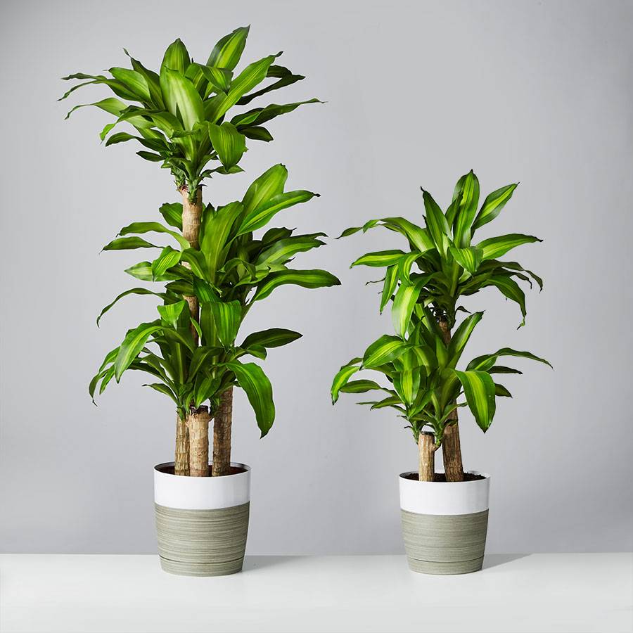 Mass Cane Plant Mass Cane Plant