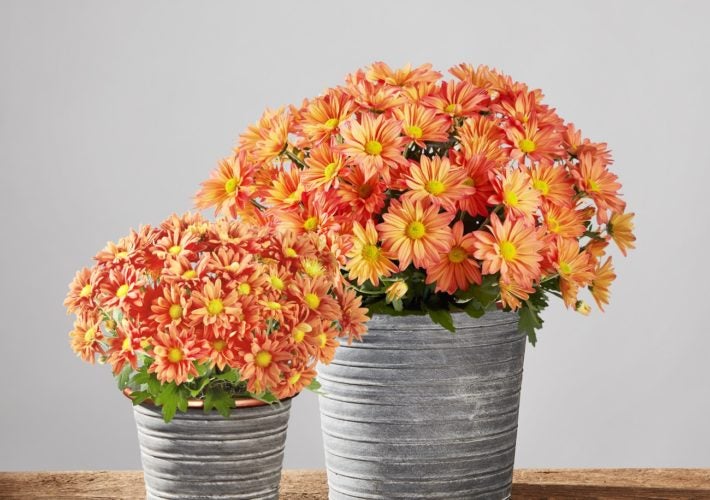 Fall Chrysanthemum Care Essentials & Five Fun Facts