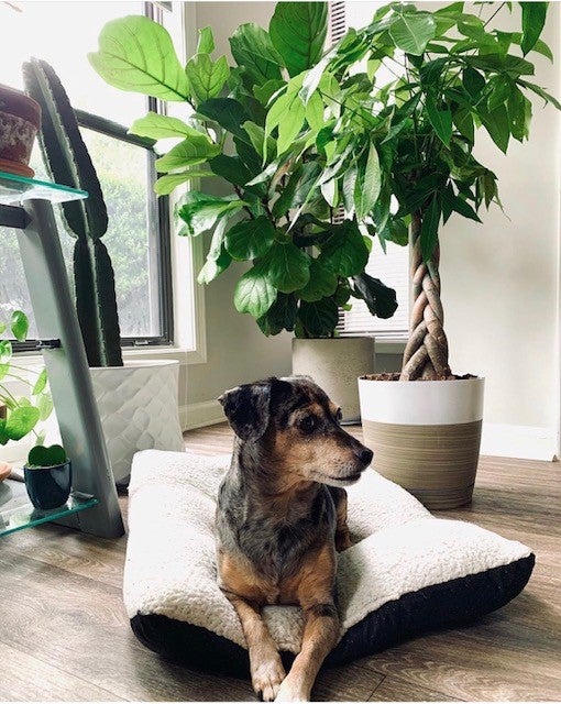 Dog and Money Tree Floor Plant