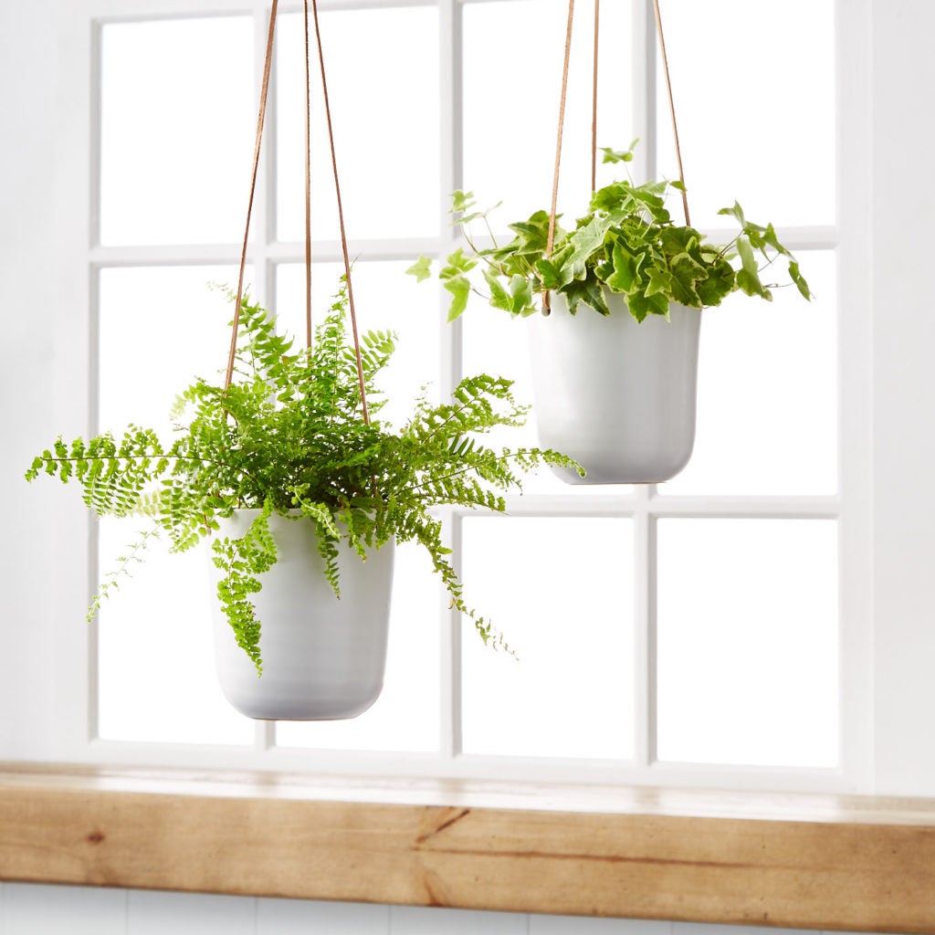 How to Care for Hanging Plants