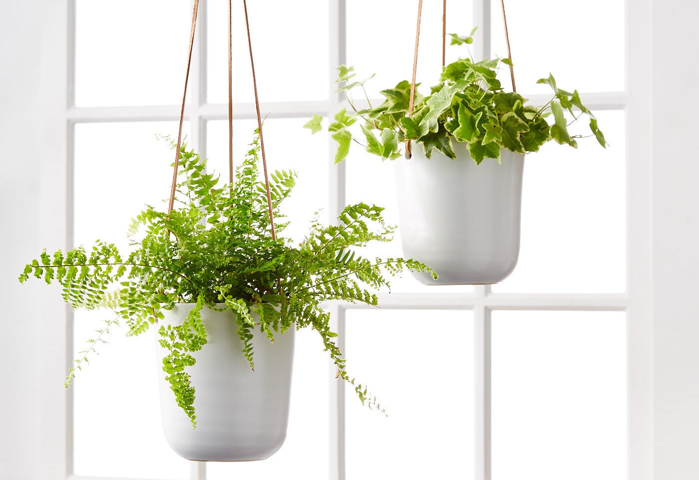 Hanging Plant Care