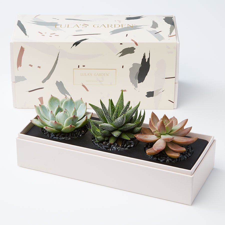 Lula's Garden Succulents Lula's Garden Succulents