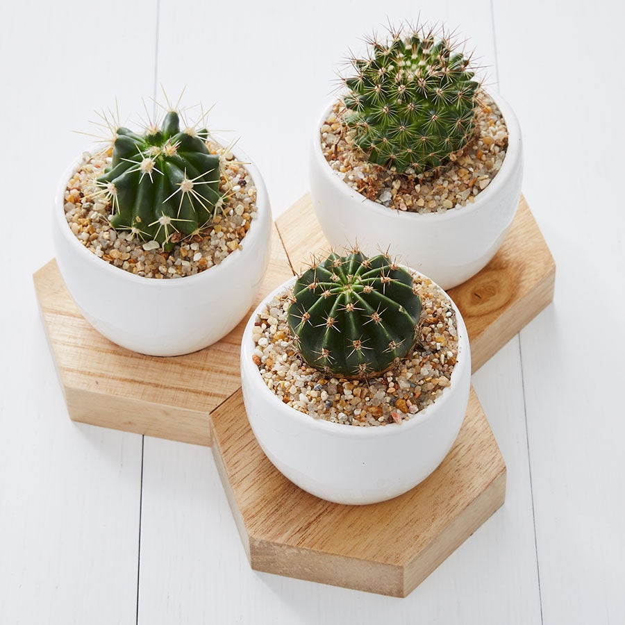 Mini Cactus Trio