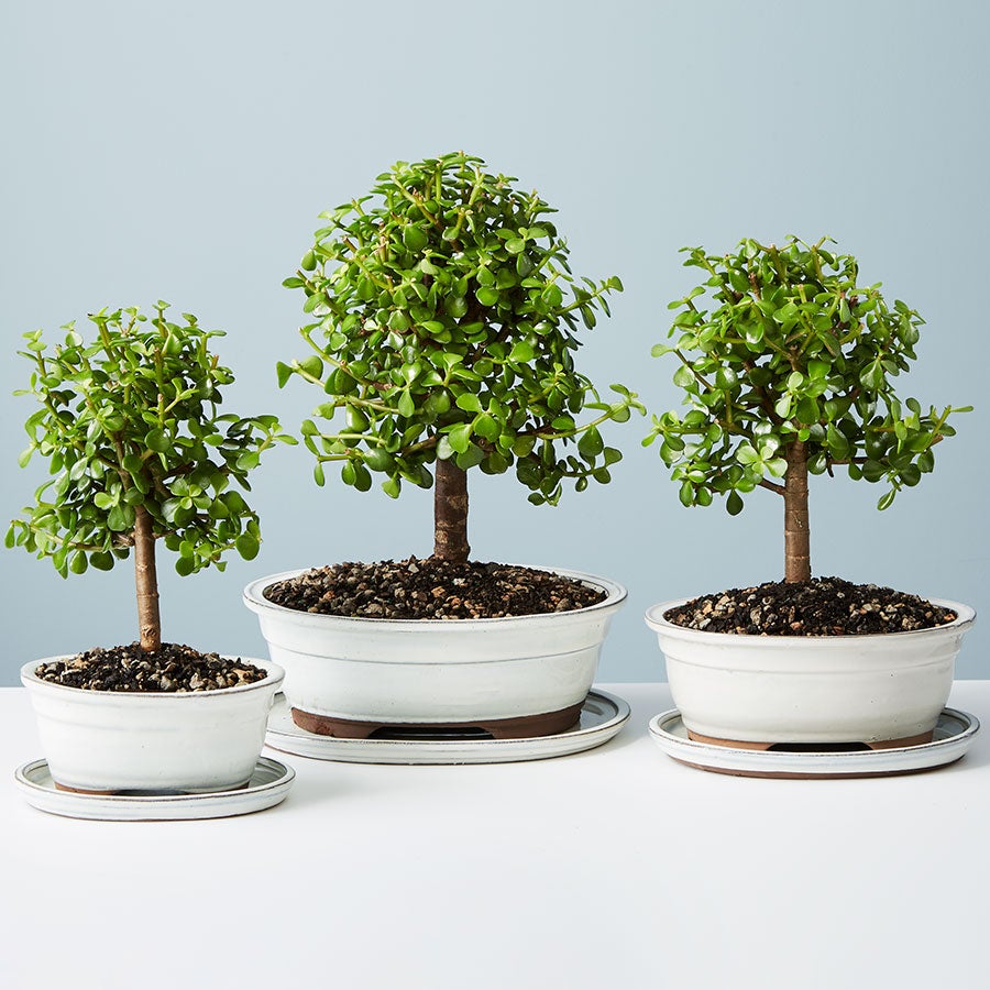 Jade Bonsai Jade Bonsai