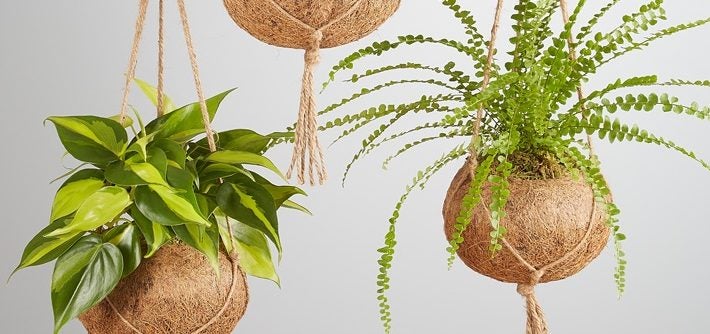 Meet the Kokedama: Origin and Care Tips