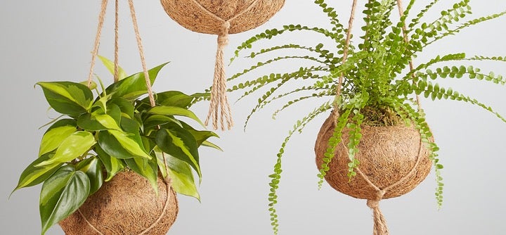 Kokedama Plant Care