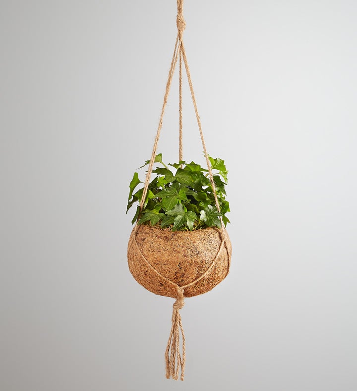 English Ivy English Ivy