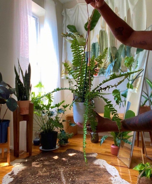 How to Care for Hanging Plants