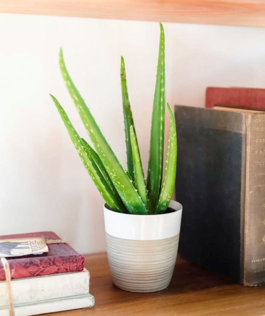 Aloe vera plant