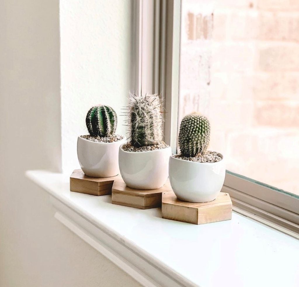 Mini Cactus Trio