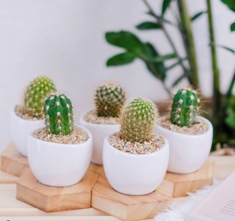 Mini Cactus Mini Cactus