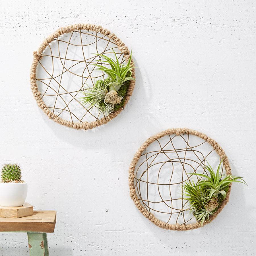 Air plants Air plants