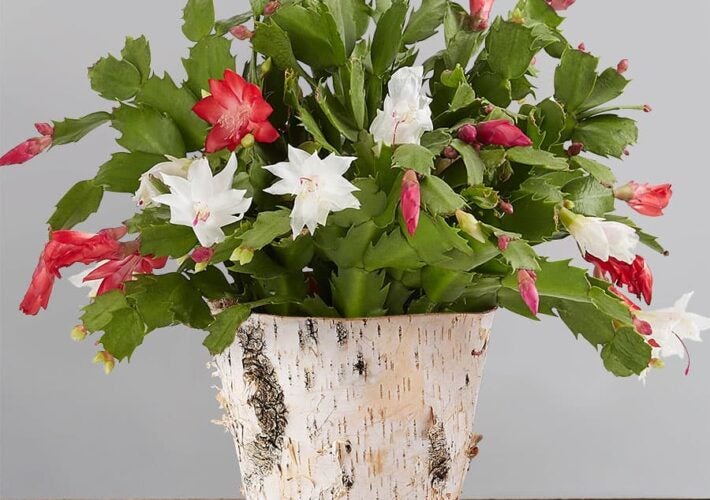 red and white christmas cactus in a birch container